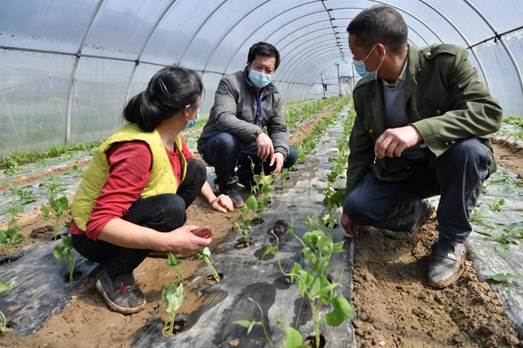 说明: 孙国军（中）在寺坪镇现场指导蔬菜种植技术